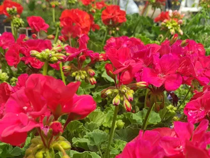 פריחת פלרגוניום זקוף