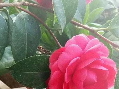 פריחה אדומה של קמליה