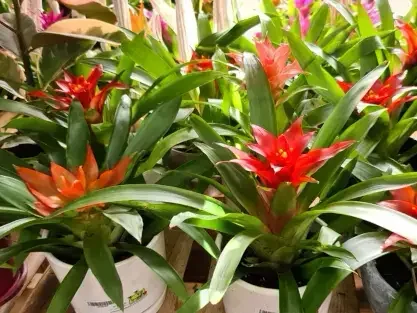 גוזמניה לשונית אדום כתום בכלי קרמיקה עם תחתית