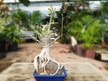 אדניום מעוצב על סלע באדנית כחולה