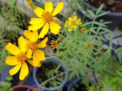 טגטס לימוני | טגטס ריחני