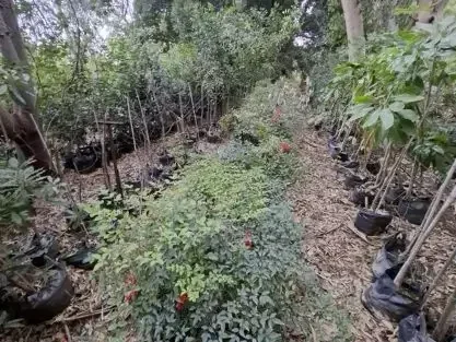 שטחי הגידול במשתלה – מבט מבפנים