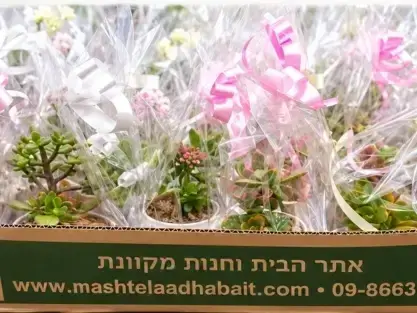 מיקס סוקולנט שתול בעציץ צילום להמחשה בלבד