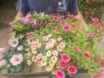 פטוניה מפלית מיני בשלל צבעים