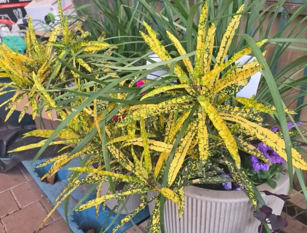 עציץ ברזילאי קוני עם קודן מגוון מצויר