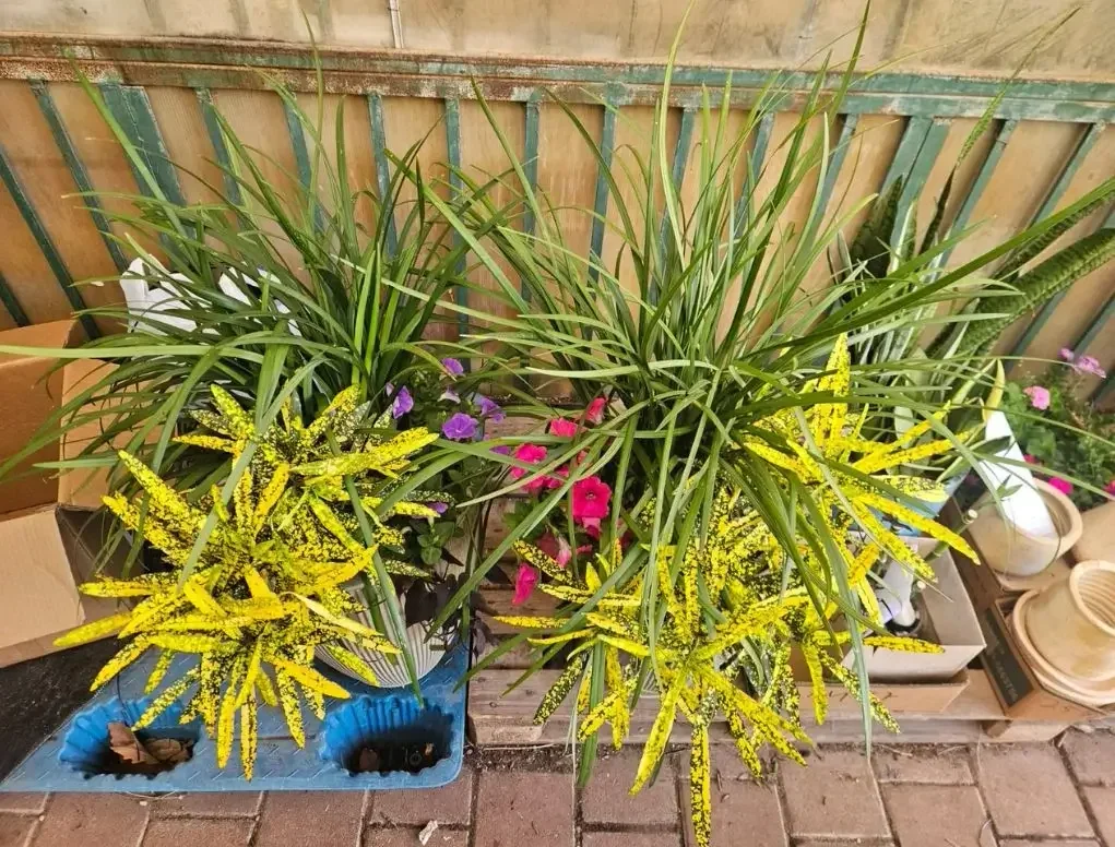 עציץ ברזילאי קוני עם קודן מגוון מצויר