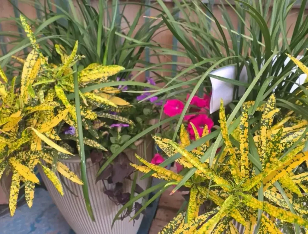 עציץ ברזילאי קוני עם קודן מגוון מצויר