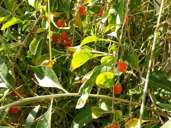 גוגי ברי,Wolfberry , Goji berry, מזון על, super food