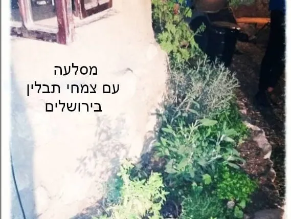 המסלעה בירושלים