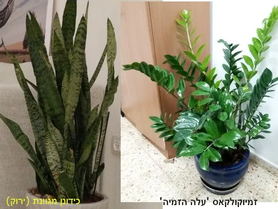 זמיוקולקאס עלה זמיה בסיגון כחול וסנסיווריה כידונן מגוונת (ירוק)