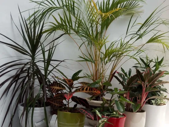 מגוון צמחי בית ומשרד בקרמיקה