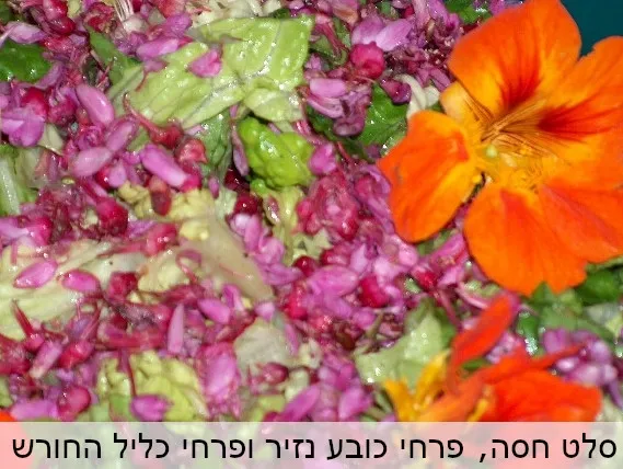 סלט חסה ופרחי כליל החורש