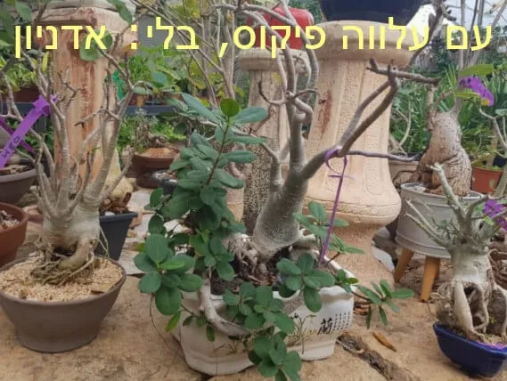 בונסאי יפים עם עלווה - פיקוס, ובלעדיה - אדניון בעונה הקרה