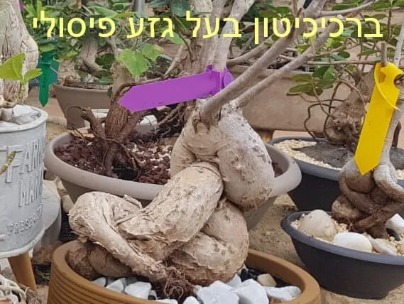 ברכיכיטון בוגר בעל גזע פיסולי