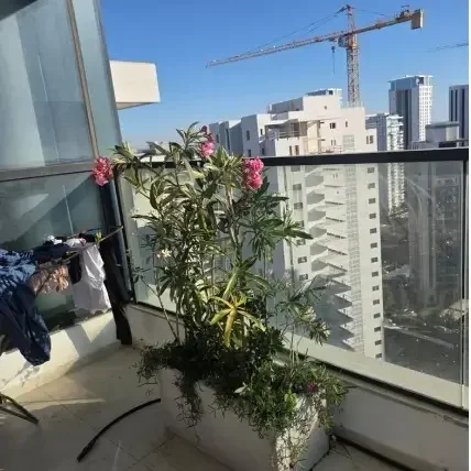 הרדוף מגוון וננסי במרפסת גבוהה חשופה לרוח