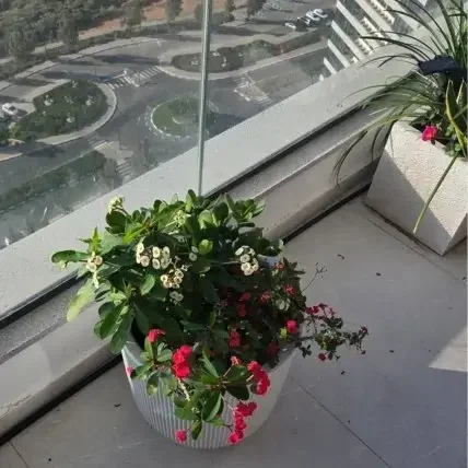 חלבלוב תאילנדי קוצני באדנית מרפסת גבוהה