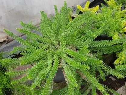 מיקס 4 גרוילאות