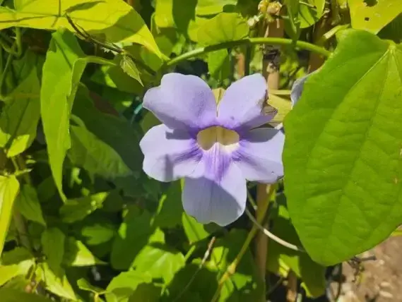 תונברגיה כחולה בפריחה סגולה בגינה