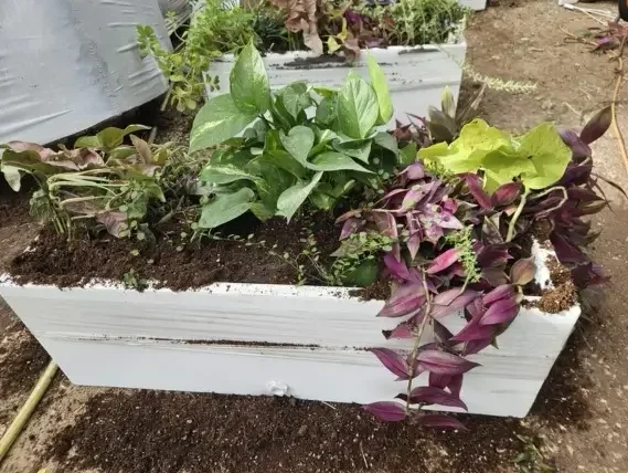 אדנית שתולה בפרויקט מהשטח עם מיקס צמחים מותאם