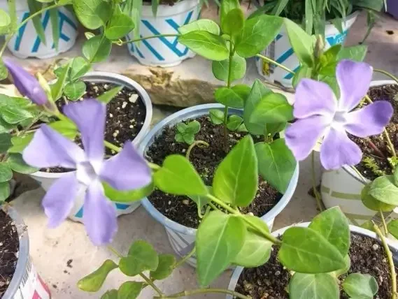 וינקה גדולה - Vinca major