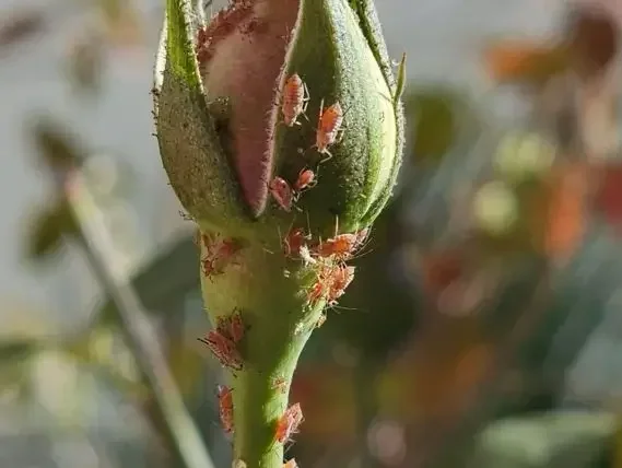 כנימות עלה אדומות על ניצן ורד צעיר