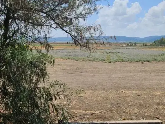 מרבד סולנום זיתני בשדות כפר יהושע