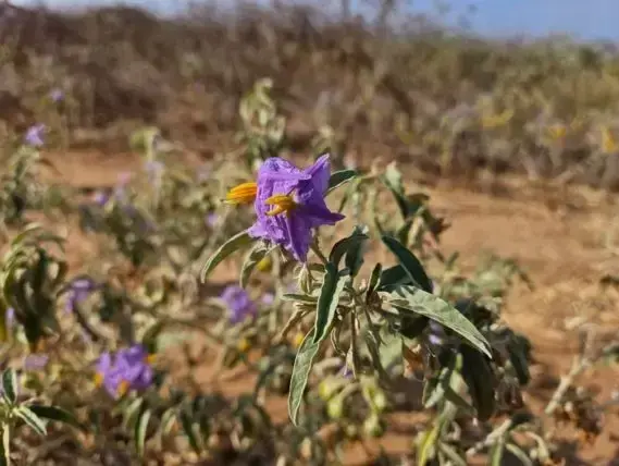 סולנום זיתני (Solanum elaeagnifolium) בפריחה סגולה