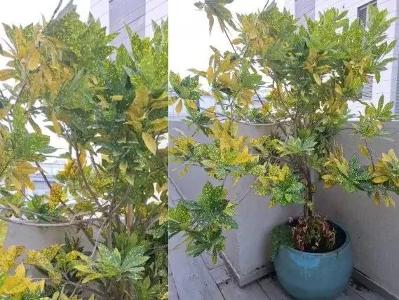 קודן אוקוביפוליום גולדן פינגר קרוטון צהוב ירוק למרפסת