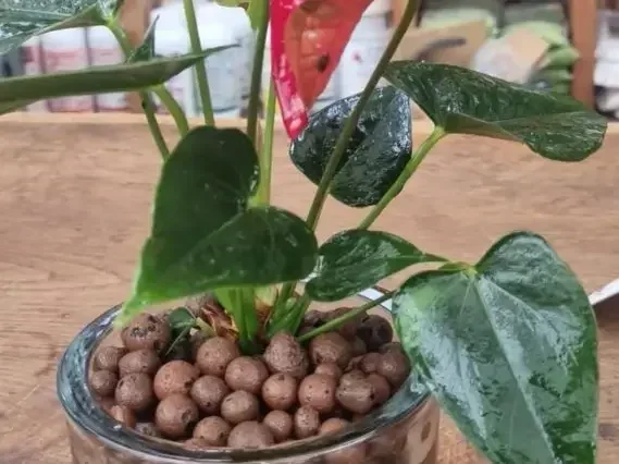 כדורי ליקה לחיפוי וניקוז אדניות