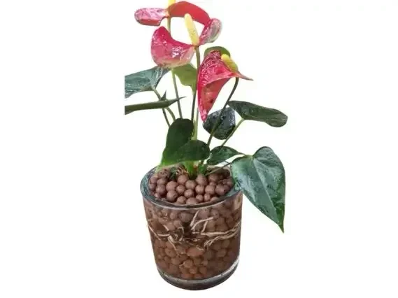 ליקה לניקוז ואוורור צמחי בית