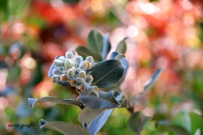 ברזלי תומס 'תפוז'