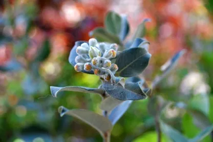 ברזלי תומס 'תפוז'