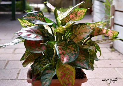 אגלונמה טראוב ססגונית