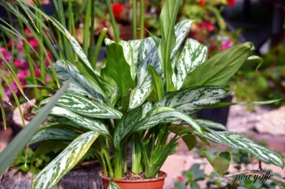 אגלונמה סילבר קווין