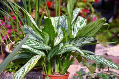 אגלאונמה `סילבר קווין`