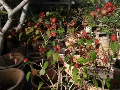 אדמום גדול-גביע אדום