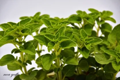 אזובית פשוטה "אורגנו"