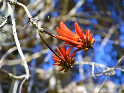 אלמוגן כרבולתי