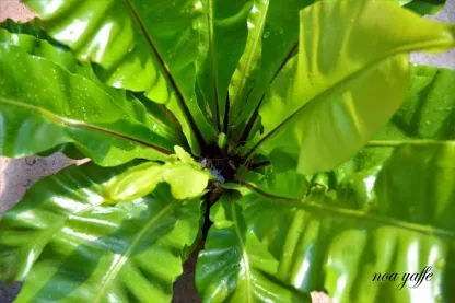 אספלניון קן-הציפור