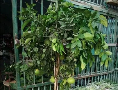 הדר אשכולית לבנה