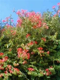 בוהיניה גלפין