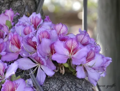בוהיניה מגוונת