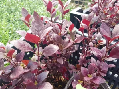 ביצן משונן רובי ננסי