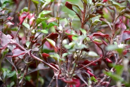 ביצן רב-גוני "אוסטרלי"