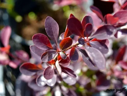 ברברית יפנית 'ארגמני'