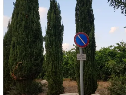 ברוש מצוי 'צריפי קל שתיל'