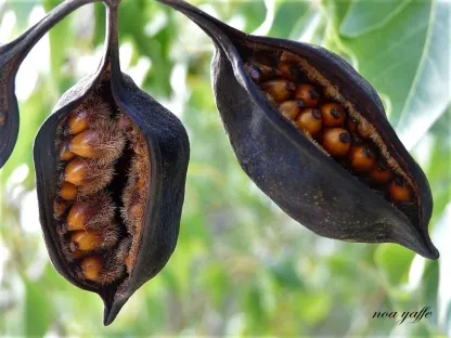 ברכיכיטון צפצפתי