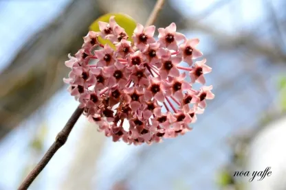 בת-שבע מטפסת טריקולור