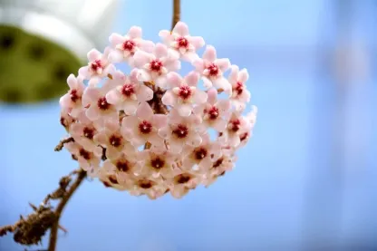בת-שבע מטפסת