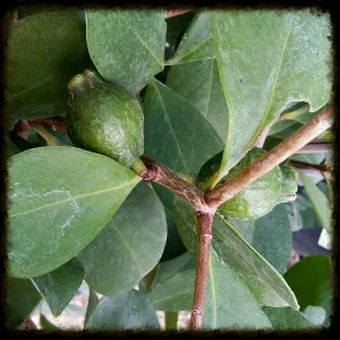 גויאבה תותית